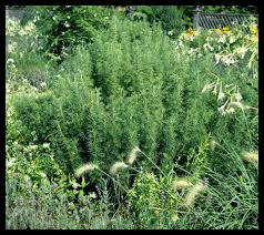 l'aurone mâle, Plante, des mérovingiens aux bourbons