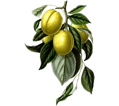 citronnier, Des mérovingiens aux carolingiens