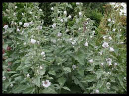 La guimauve, Plante, des mérovingiens aux bourbons