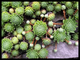 La joubarbe des toits, Plante, des mérovingiens aux bourbons