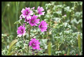 La mauve, Plante, des mérovingiens aux bourbons