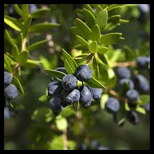 Le myrte, épices, des mérovingiens aux bourbons