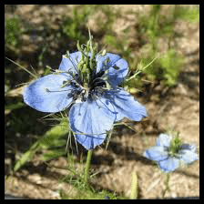 La nigelle, Plante, des mérovingiens aux bourbons