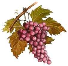 raisin, vigne, Des mérovingiens aux bourbons