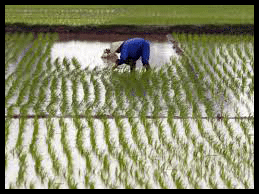 riz, rizière, Des mérovingiens aux bourbons