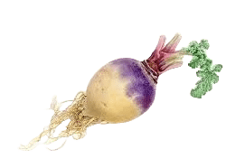 Le rutabaga, Des mérovingiens aux bourbons