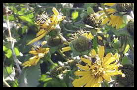 Le silphium ou laser, épices, des mérovingiens aux bourbons