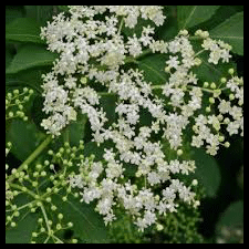 Le sureau, Plante, des mérovingiens aux bourbons