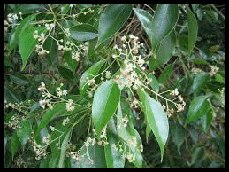 Le camphre, Statut social, bellatores, oratores, laboratores, des mérovingiens aux bourbons