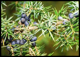 genievre, Statut social, bellatores, oratores, laboratores, des mérovingiens aux bourbons